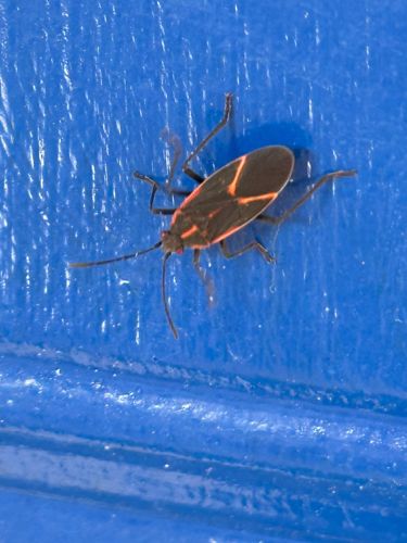 Boxelder Bug