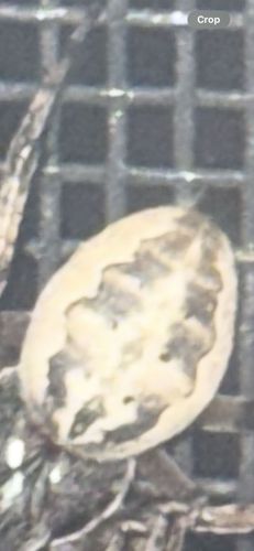 Orb Weaver Spider (likely an Argiope species)