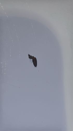 Drain Fly / Moth Fly / Filter Fly