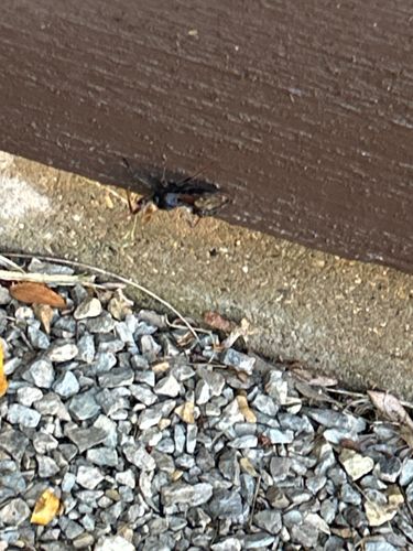 Spider Wasp