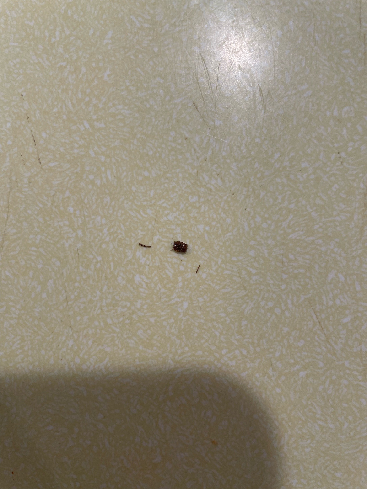 Bed Bug