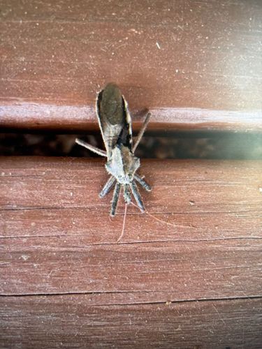 Wheel Bug