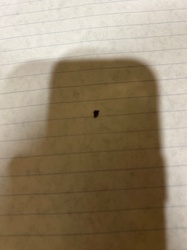 It is not possible to definitively identify this insect from the provided image due to its small size and lack of clear anatomical features. It resembles a small speck or dust particle.