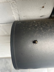 Larder Beetle (possibly, given the appearance and context)