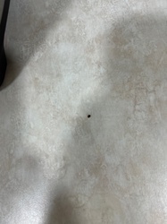 Cigarette beetle