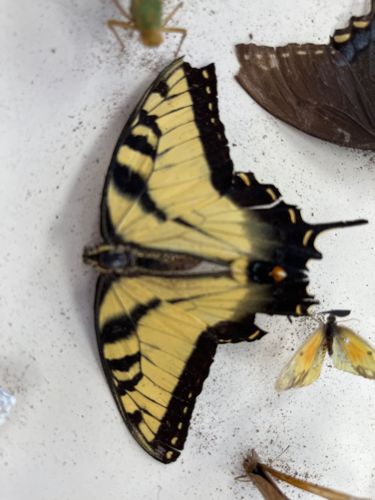 Eastern Tiger Swallowtail