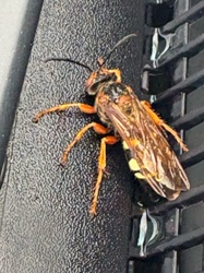 Eastern Cicada Killer Wasp