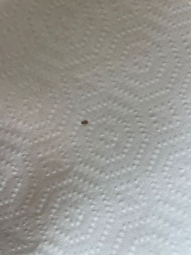 Carpet Beetle (likely Varied Carpet Beetle or Black Carpet Beetle)