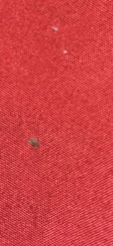 Carpet Beetle (larva)
