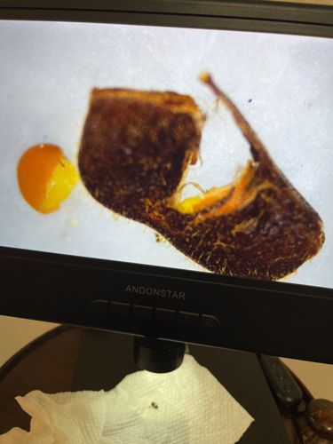 Honey Bee Prop-pod/Pollen