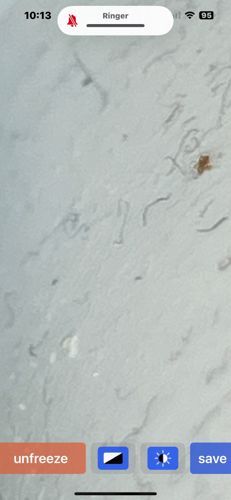 Nematode (Roundworm)