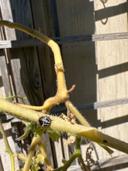 Harlequin Bug