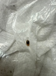 Carpet beetle