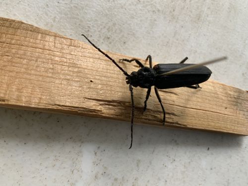Black Arches Longhorn Beetle, or sometimes referred to as a species of Black Spruce Borer