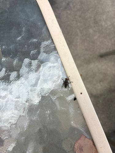 Fly (likely a House Fly or similar Muscid)