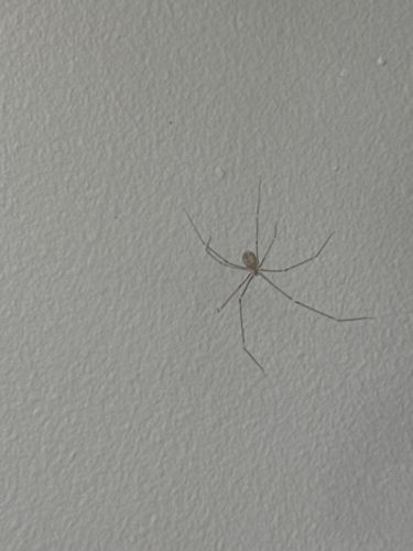 Cellar Spider, Daddy Long-legs Spider