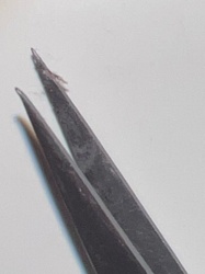 There is not enough information in the image to definitively identify the common name of the insect. The image shows a tiny, ambiguous speck of an insect held between tweezers.