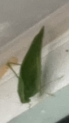 Praying Mantis