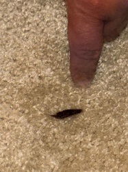 Silverfish