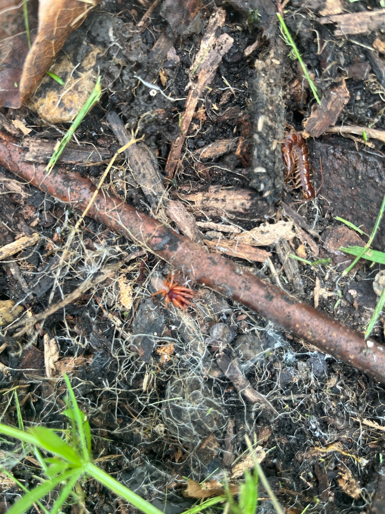 Woodlouse Hunter Spider