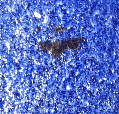 Lace Bug