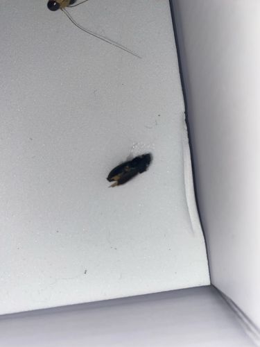 Cockroach (likely German Cockroach or similar small species)