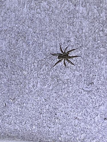 Wolf Spider