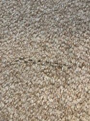 Varied Carpet Beetle