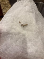 Silverfish