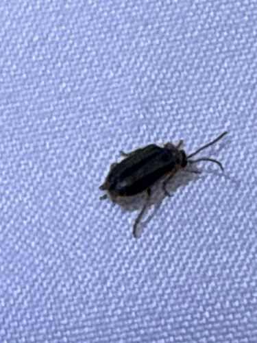 Firefly or Lightning Bug