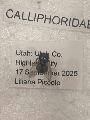 Blow Fly, Carrion Fly, or Cluster Fly (specific species cannot be determined from the image)