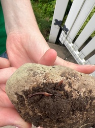Earthworm