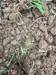 Earthworm