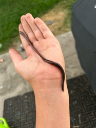 Earthworm (Nightcrawler)