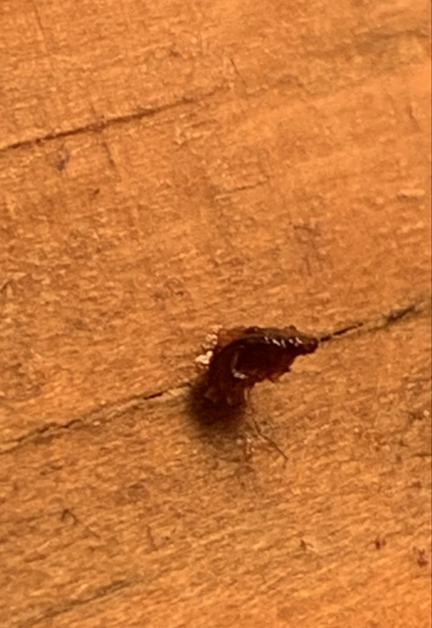 Earwig (likely a young earwig)