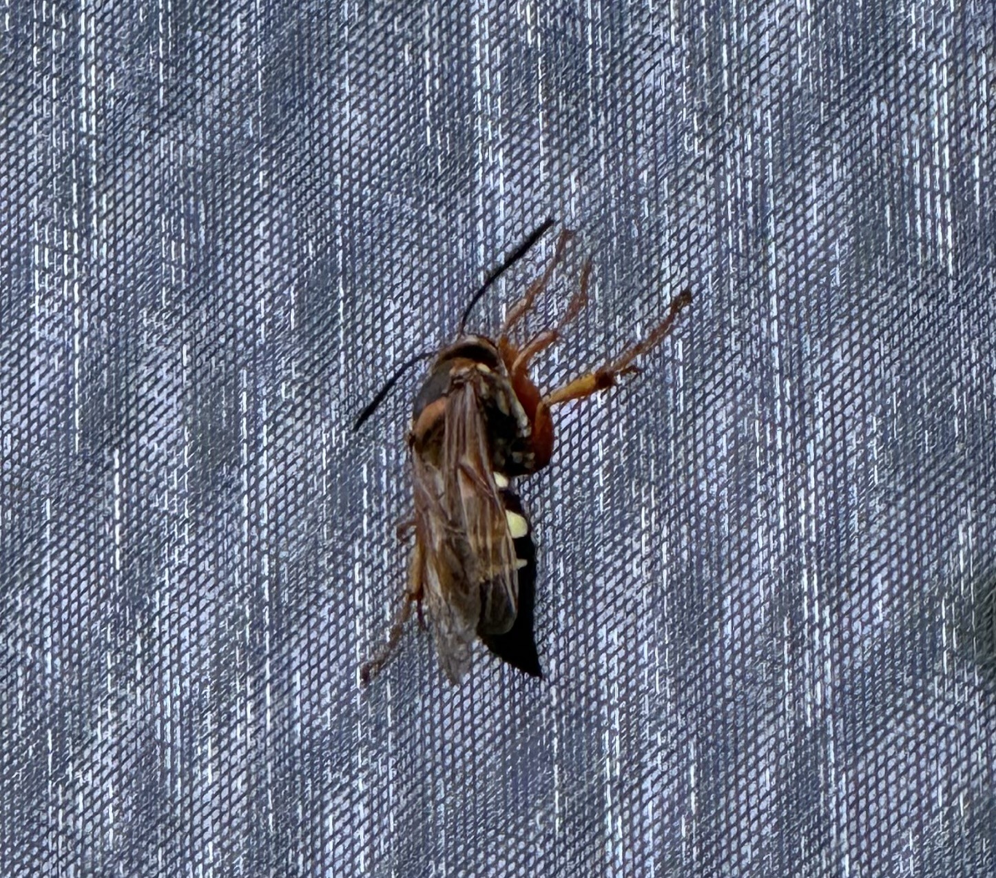 Eastern Cicada Killer