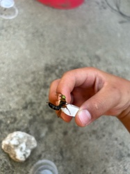 Eastern Cicada Killer