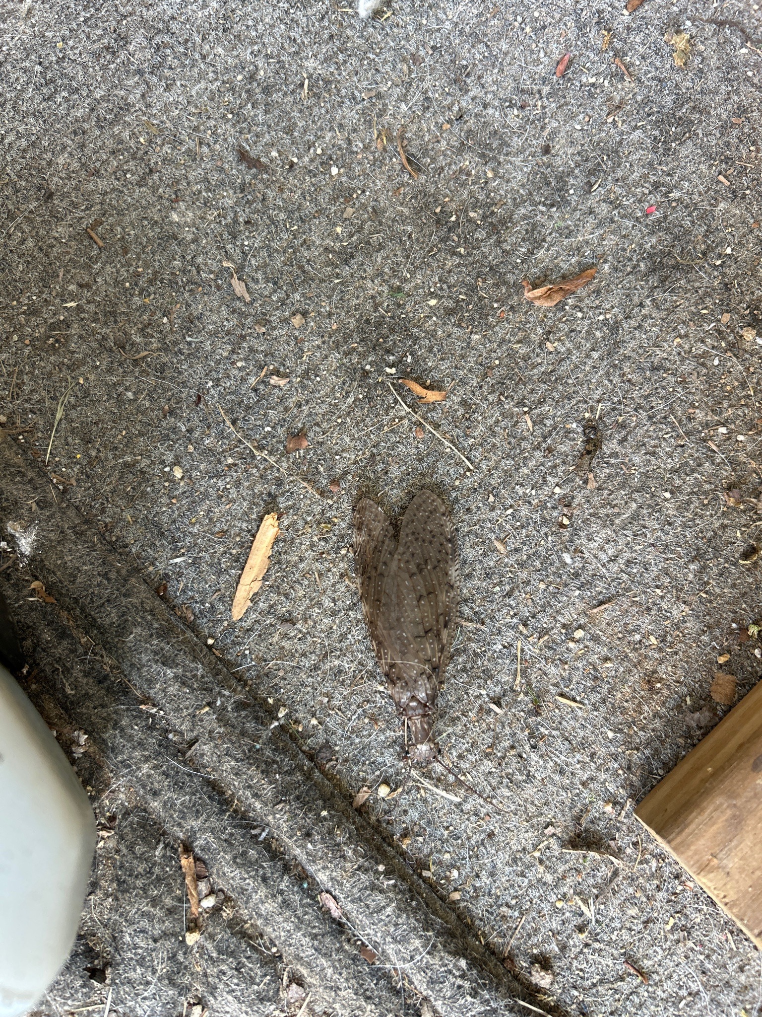 Eastern Dobsonfly