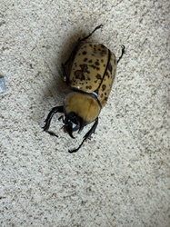 Eastern Hercules Beetle