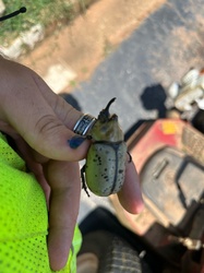 Eastern Hercules Beetle