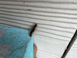 Eastern Tent Caterpillar