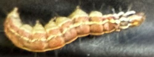 Armyworm (likely Fall Armyworm or a similar species)