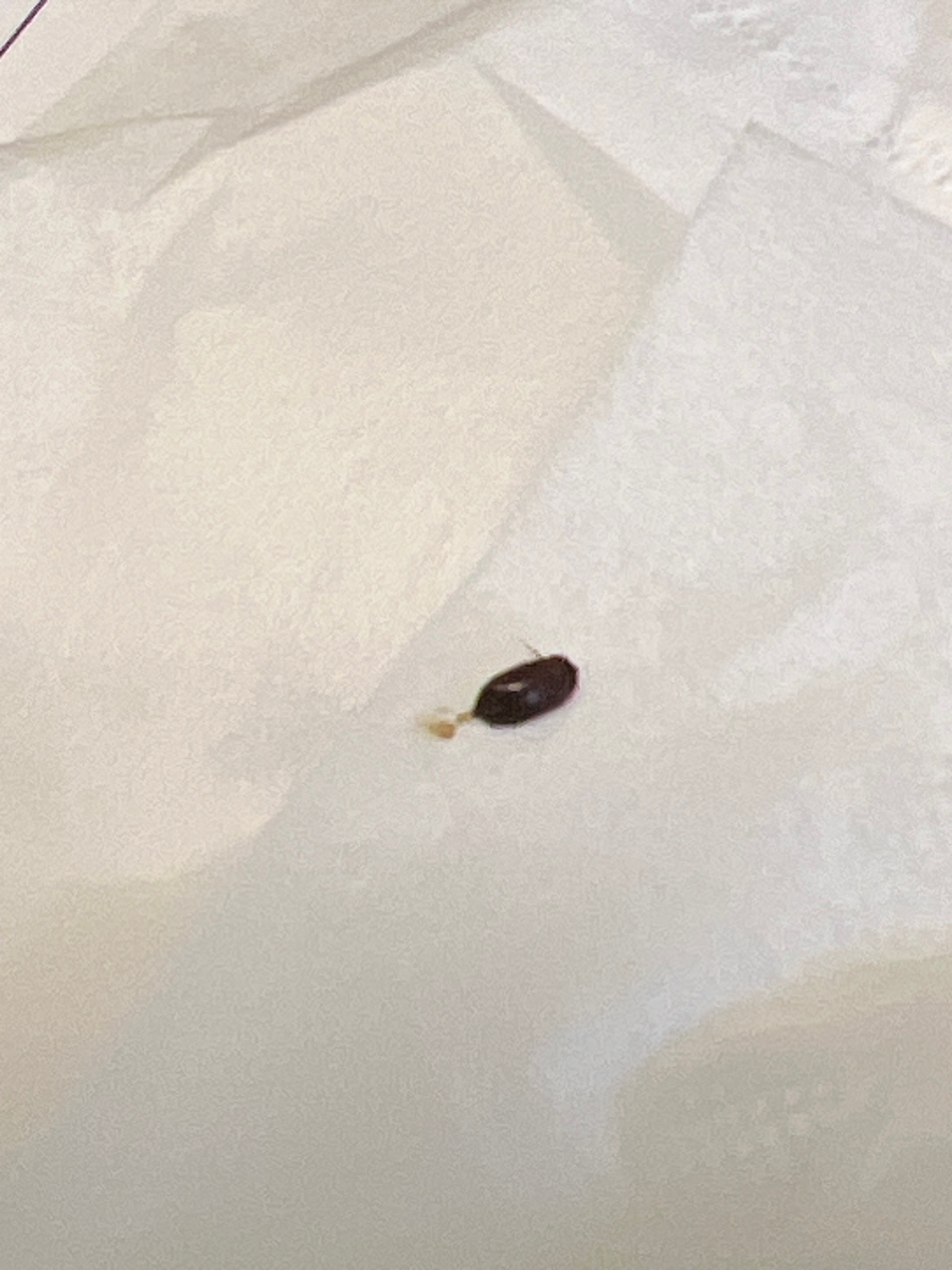 Cockroach Ootheca (Egg Case)