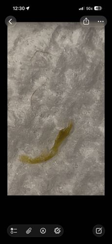 Non-insect material (likely textile fiber or household debris)