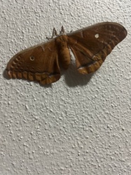 Polyphemus Moth