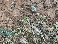 White Grub (Larva of Scarab Beetles)