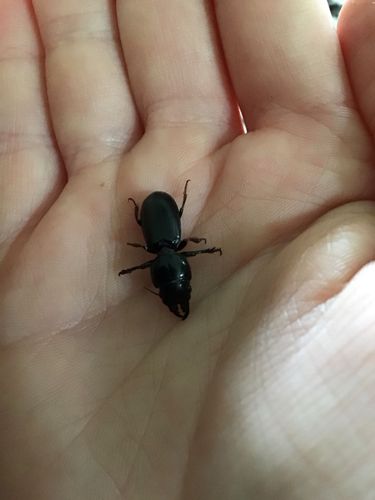 Bess Beetle, Patent Leather Beetle, Betsy Beetle