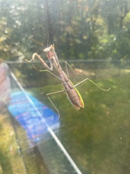 Praying Mantis