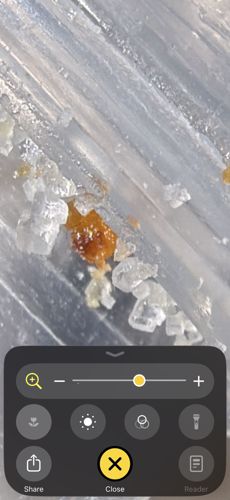 Common Bed Bug