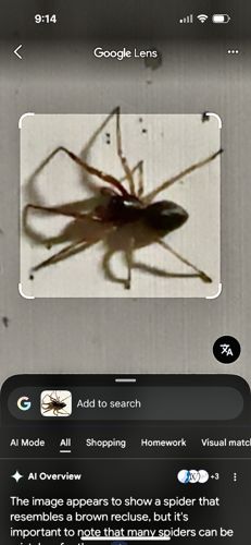 Brown Recluse Spider